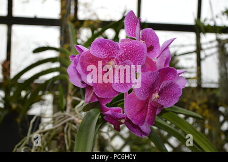 Vibrant Pink Orchid at Lincoln Park Conservatory in Chicago. Stock Photo