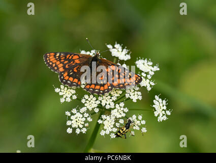 Scarce Fritillary Butterfly (Euphydryas maturna) female at rest on umbellifer flower, Estonia, July Stock Photo
