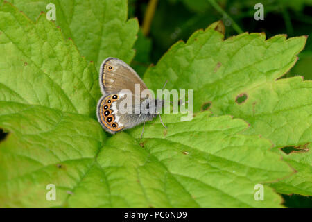 Scarce Heath Butterfly (Coenonympha hero) adult at rest on leaf, Estonia, July Stock Photo