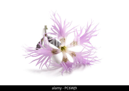 Fringed pink flower isolated on white background Stock Photo