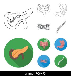 Intestines, stomach, muscles, spine. Organs set collection icons in outline,flat style vector symbol stock illustration . Stock Vector