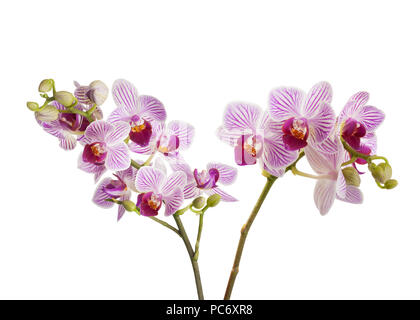 Orchids flowers isolated on white background Stock Photo