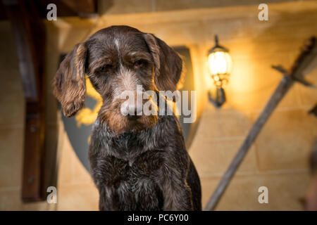 Hector, German Wirehaired Pointer, GWP. Stock Photo