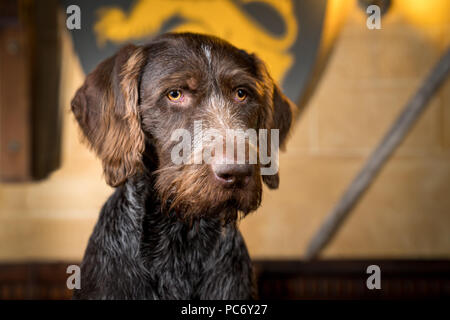 Hector, German Wirehaired Pointer, GWP. Stock Photo