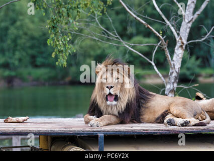 african male lion on roof of safari car with a female lion next to him Stock Photo