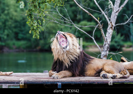 roaring lion on roof of safari car with a female lion next to him Stock Photo