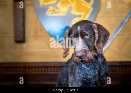 Hector, German Wirehaired Pointer, GWP. Stock Photo