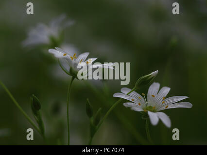 Macro of white Stellaria media flowers chickweed under the soft spring sun Stock Photo