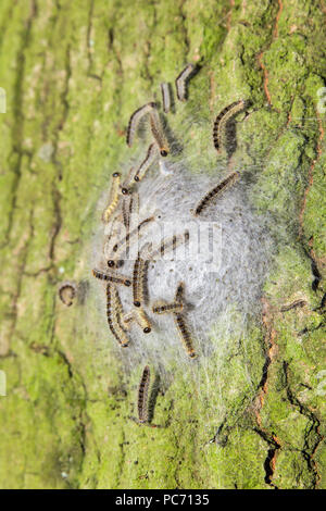 Oak process caterpillars in web on bark of oak trunk Stock Photo