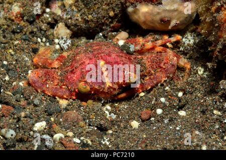 crab, Krabbe, Brachyura Stock Photo