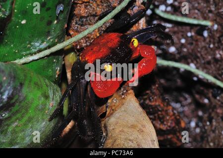 Geosesarma hagen, red devil crab, Rote Vampirkrabbe Stock Photo
