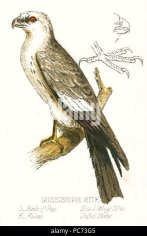 63 Mississippi Kite Illustration Stock Photo