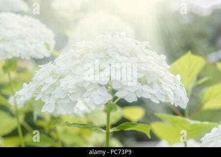 Beauty lush white hydrangea at rays of sun Stock Photo