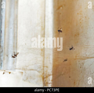 Dead flies in web in old dirty room Stock Photo