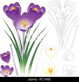 Purple and White Crocus with Outline isolated on White Background. Vector Illustration. Stock Vector
