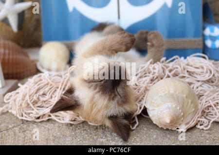 siamese Kitten, thai, 7 weeks old, lying on her back and sleeping Stock Photo