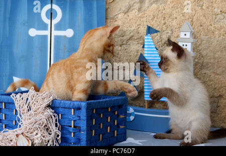 two kittens (domestic cat ginger, 3 month old, and thai kitten, 7 weeks old) playing with each other Stock Photo