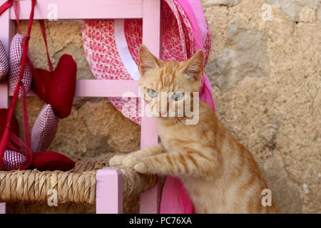 kitten, 3 month old Stock Photo