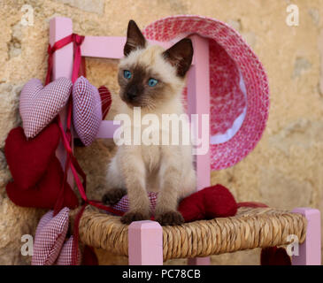 siamese Kitten, thai, 7 weeks old, sitting on a chair Stock Photo