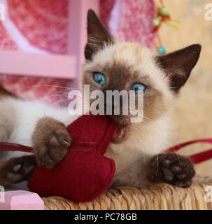 siamese Kitten, thai, 7 weeks old, playing with a heard Stock Photo