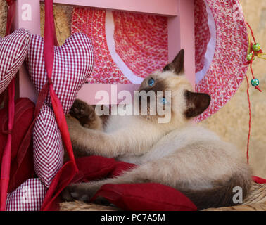 siamese Kitten, thai, 7 weeks old, Stock Photo