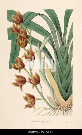 149 Cymbidium iridioides (as Cymbidium giganteum Wall. ex Lindl.) - Sertum - Lindley pl. 4 (1838) Stock Photo