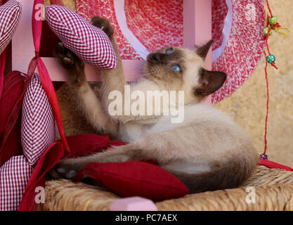 siamese Kitten, thai, 7 weeks old, Stock Photo