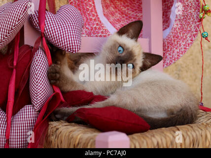 siamese Kitten, thai, 7 weeks old, Stock Photo