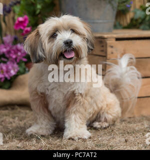 lhasa apso Stock Photo