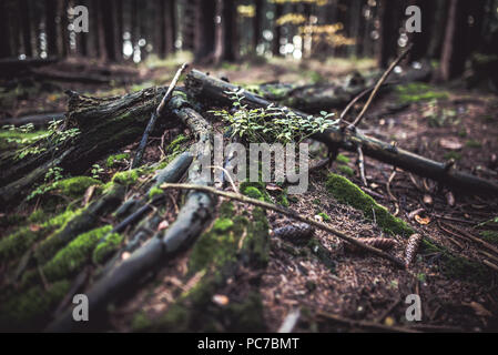 Rotten tree in a wood. covered by moss. Autunm season. Stock Photo