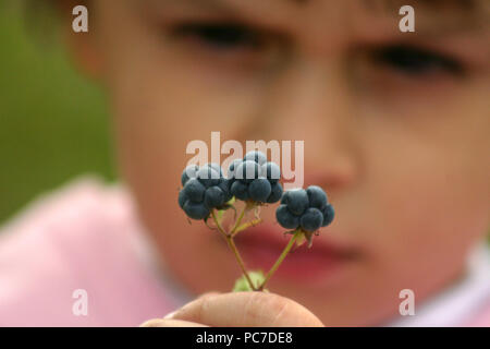 Close-up of wild blackberries in the hand of small child Stock Photo