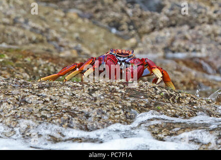 Atlantic Rock Crab (Grapsus adscensionis) adult on rock  Desertas Islands, Madeira, Portugal                 May Stock Photo