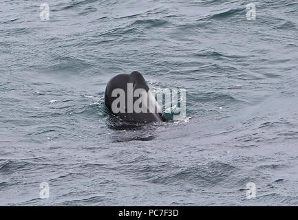 Long-finned Pilot Whale (Globicephala melas melas) adult head up in water  Bay of Biscay, Atlantic Ocean                 May Stock Photo