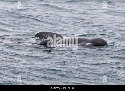 Long-finned Pilot Whale (Globicephala melas melas) adult and calf  Bay of Biscay, Atlantic Ocean                 May Stock Photo
