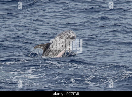 Risso's Dolphin (Grampus griseus) adult breaching  eastern Atlantic Ocean, north of Cape Verde                 May Stock Photo