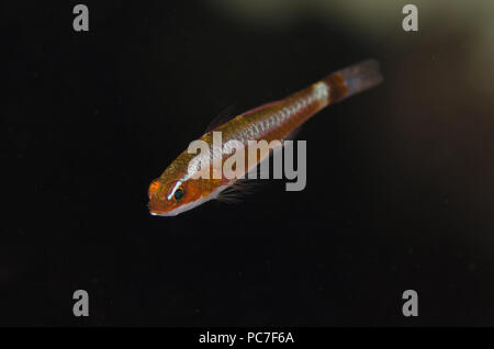 Blue-striped Dwarfgoby (Trimma tevegae), Jiko Lemong dive site, Lembeh Straits, Sulawesi, Indonesia Stock Photo