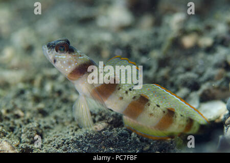 Red-margin Shrimpgoby (Amblyeleotris rubrimarginata), standing guard at hole, Jari Jari dive site, Lembeh Straits, Sulawesi, Indonesia Stock Photo