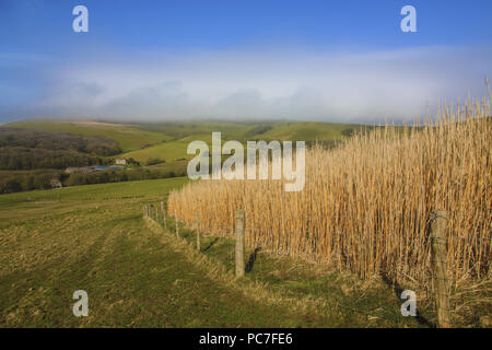 Elephant Grass (Miscanthus x giganteus) grown as gamecover crop at edge of sheep pasture, near Kingston, Dorset, England, March Stock Photo