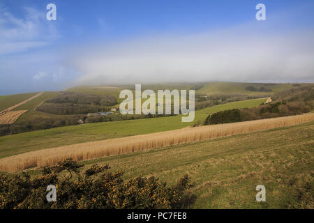 Elephant Grass (Miscanthus x giganteus) grown as gamecover crop at edge of sheep pasture, near Kingston, Dorset, England, March Stock Photo