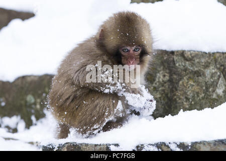Japanese Macaque (Macaca fuscata) juvenile, in snow, Jigokudani Monkey Park, Joshinetsu Kogen N.P., Yamanouchi, Nagano Prefecture, Honshu, Japan, Dece Stock Photo