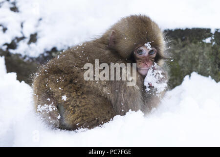 Japanese Macaque (Macaca fuscata) juvenile, in snow, Jigokudani Monkey Park, Joshinetsu Kogen N.P., Yamanouchi, Nagano Prefecture, Honshu, Japan, Dece Stock Photo