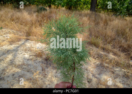 Thuja branch in hand. evergreen plant Thuja Stock Photo