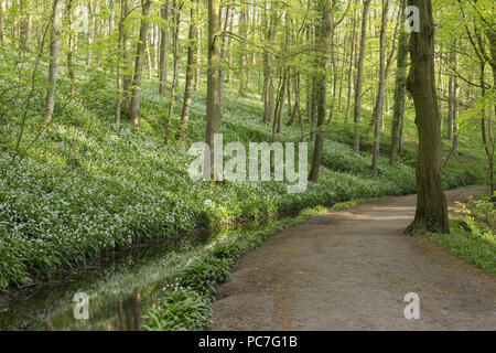 View of Wild Garlic (Allium ursinum), stream and path through Skipton Castle Woods, Skipton, North Yorkshire, England, May Stock Photo