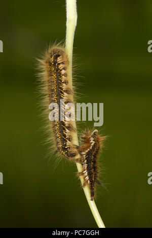 The Drinker Moth (Euthrix potatoria) final instar larva, just shed old skin, Monmouth, Wales, June Stock Photo