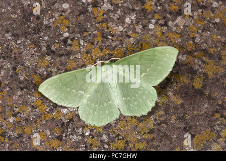 Large Emerald Moth (Geometra papilionaria) adult at rest on lichen covered stone, Monmouth, Wales, June Stock Photo