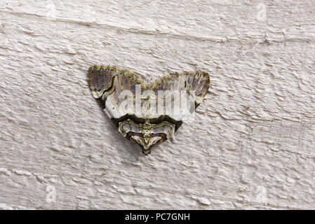 Streamer Moth (Anticlea derivata) adult at rest, Monmouth, Wales, July Stock Photo