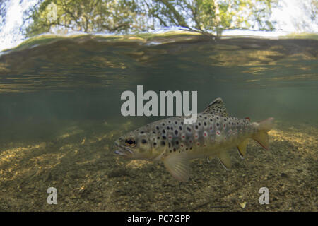 brown trout, salmon trutta,  rwaiting for flies near surface, River Frome , Dorset, September Stock Photo