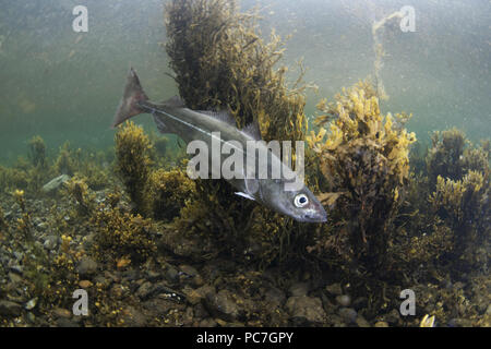 Coalfish, Pollachius virens, swimming in the weedy shallows, Unst, Shetland, August Stock Photo