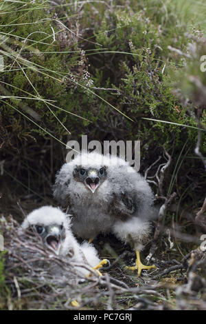 Merlin, Falco columbarius, pair of chicks in nest, Yell, Sheltand (Photographed under license) Stock Photo