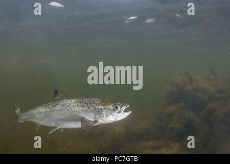 Atlantic salmon (Salmo salar) Juvenile , swimming in margins of a sea loch, ,  Scotland , Shetland, August